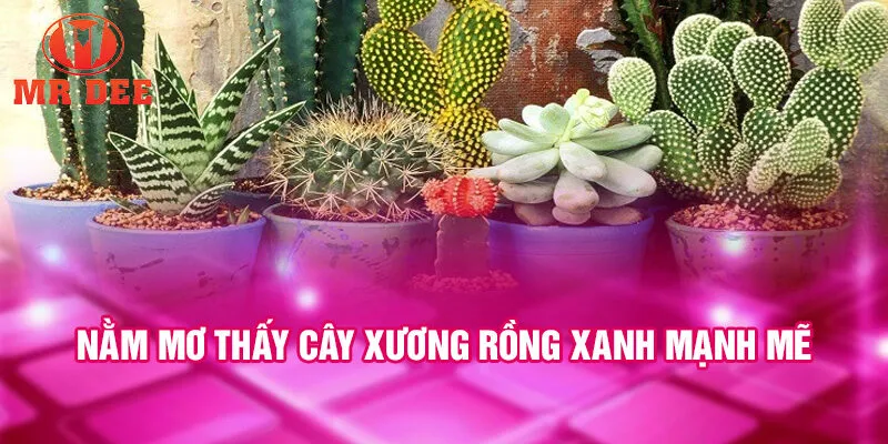 Nằm mơ thấy cây xương rồng xanh mạnh mẽ