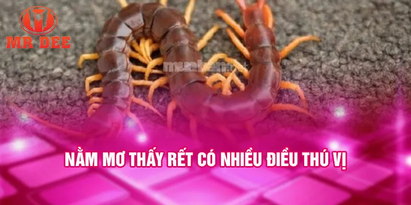 Nằm mơ thấy rết có nhiều điều thú vị