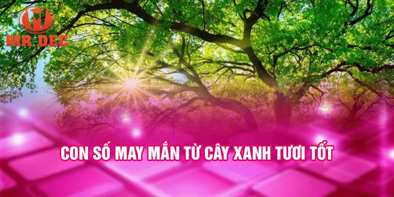 Con số may mắn từ cây xanh tươi tốt